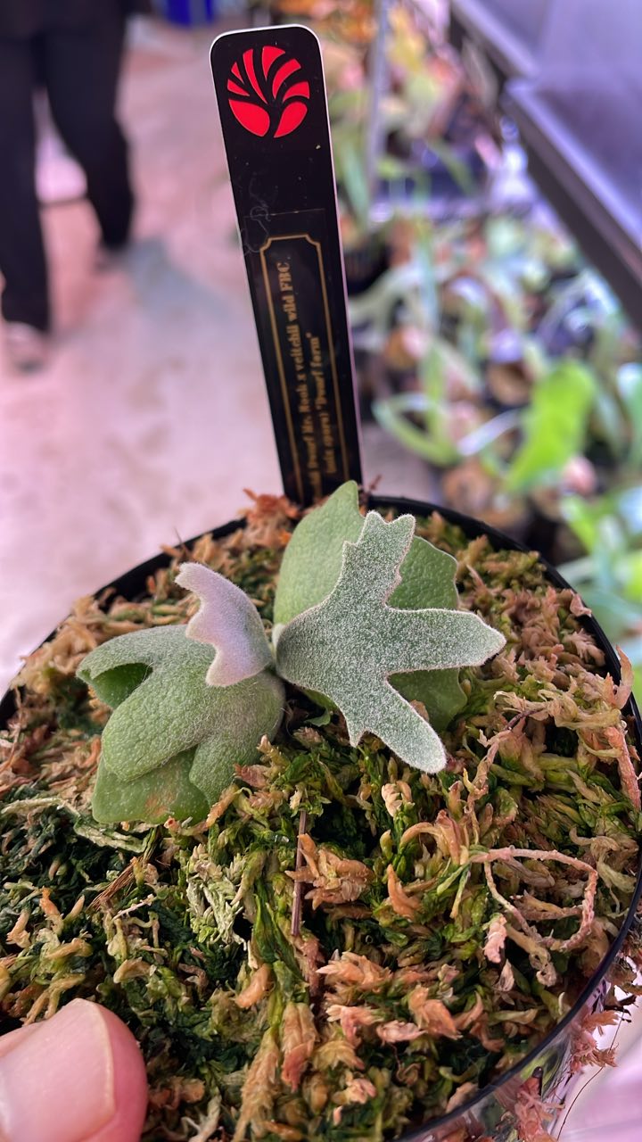 來源泰國🇹🇭little Fern Harvest Moon Dwarf Photharam 2380