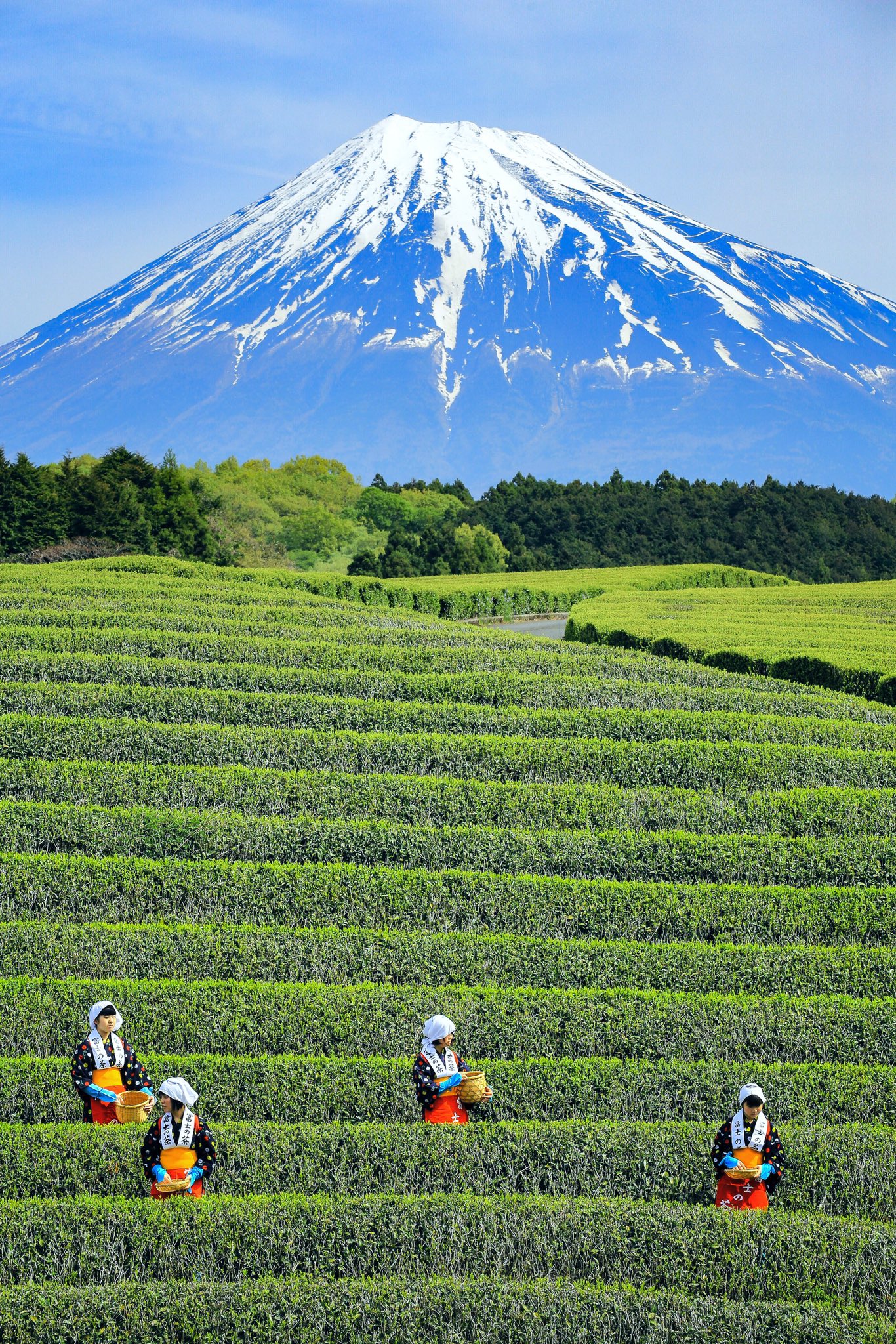 Japan's beauty - Just seeing Mt. Fuji in the tea...
