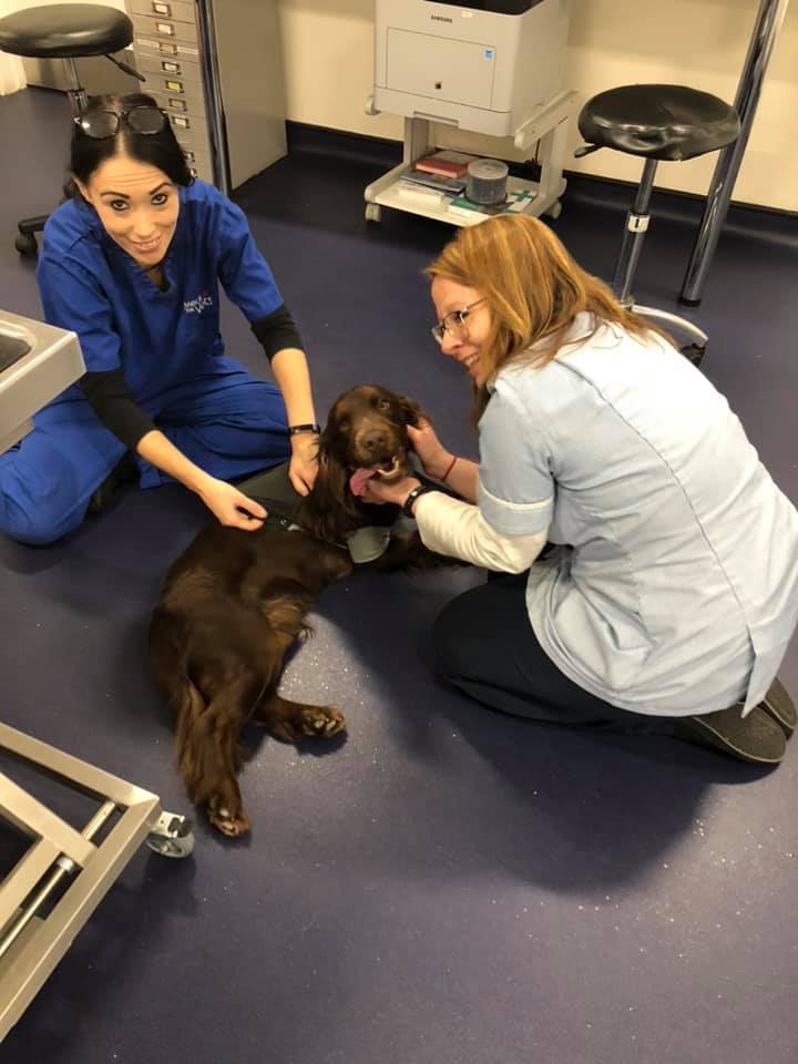 Did you know that we offer medical... - Rainsbrook Vets Rugby