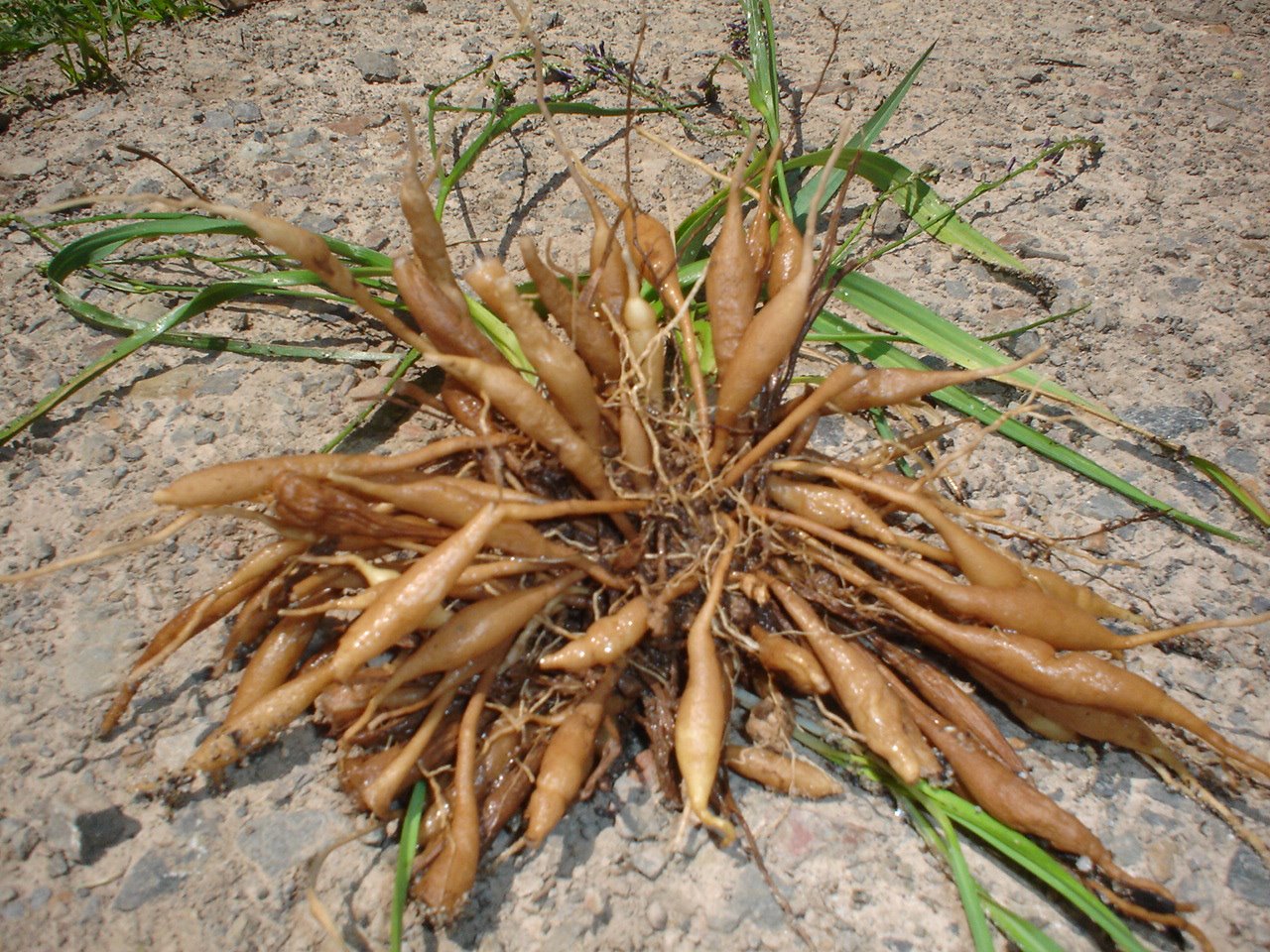Gondwana Bushcraft - Native Lilly Orchards - Edible roots. Crunchy ...