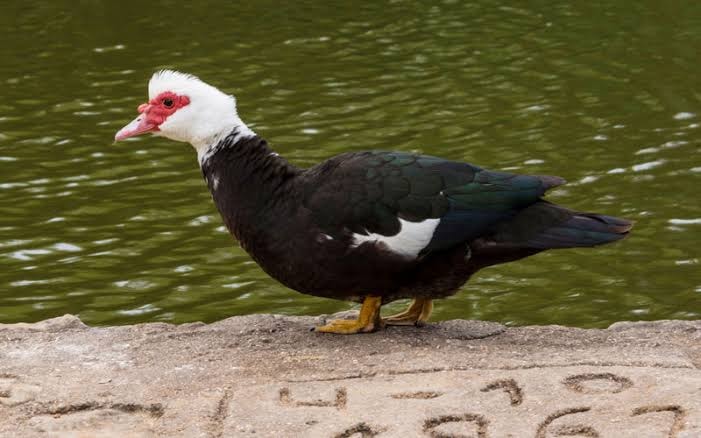 PETERNAK ENTOG RAMBON INDRAMAYU - CIREBON (PERIC)🦆🐥🐣 | Facebook