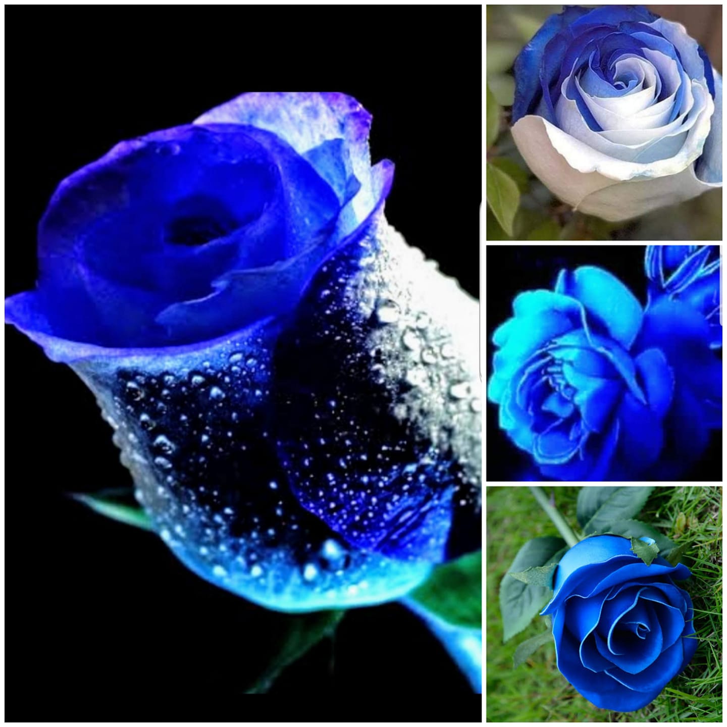 💙Lovely blue Rose for all my friends 💙 Good afternoon everyone!