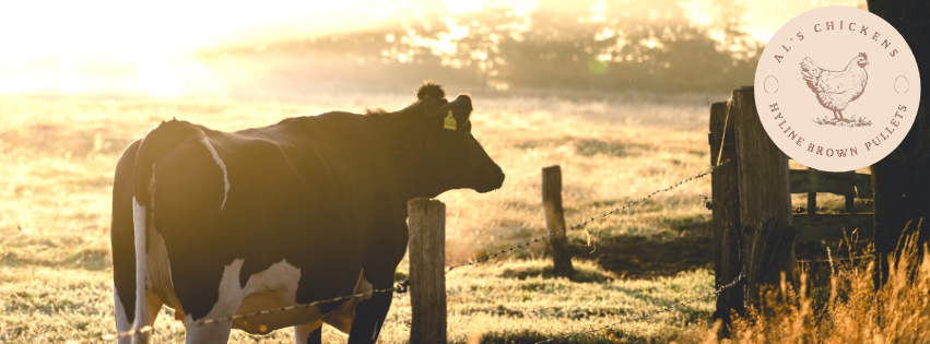 Waikato... - Waikato Dairy Effluent Services Morrinsville