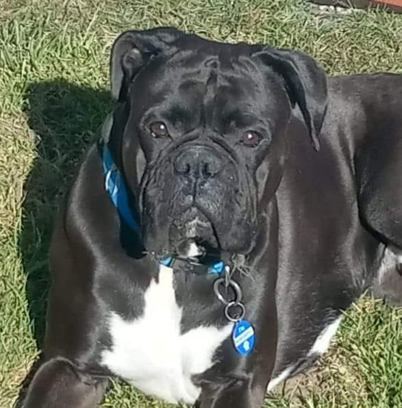 Oregon Boxers for adoption ,rehoming,and studding out.. | Facebook