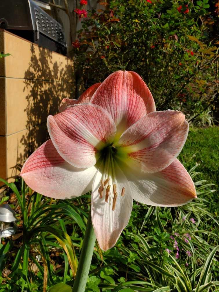 Can you tell me what kind of Lilly this is?