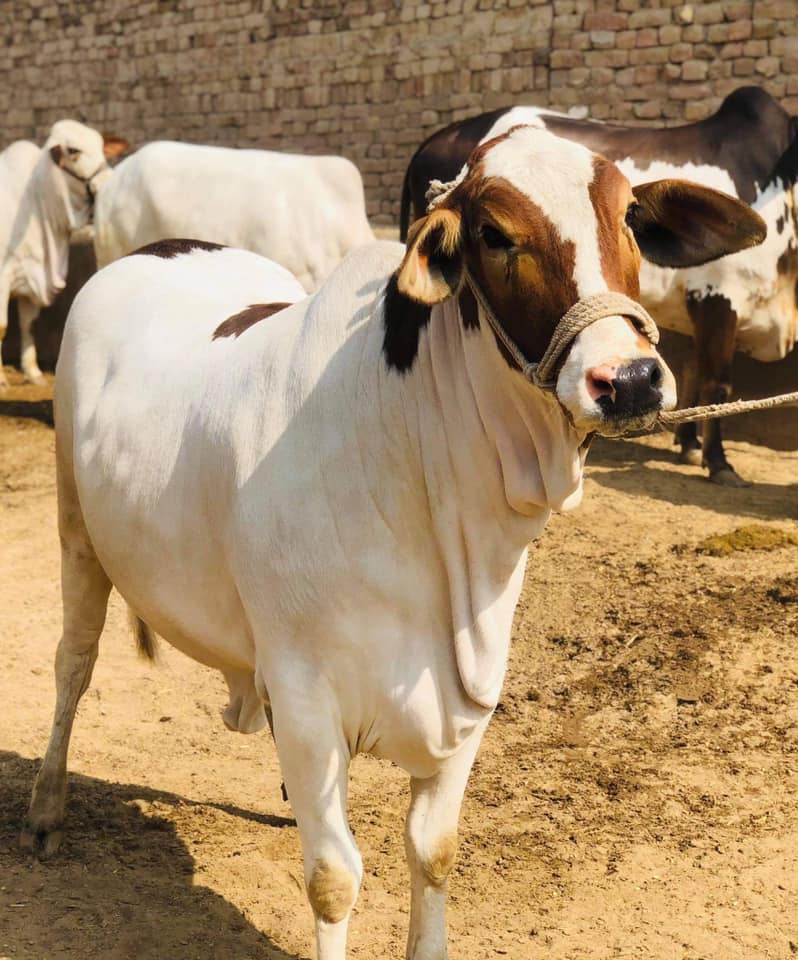 Raja Fidda Cattle Form Abid Ghotki