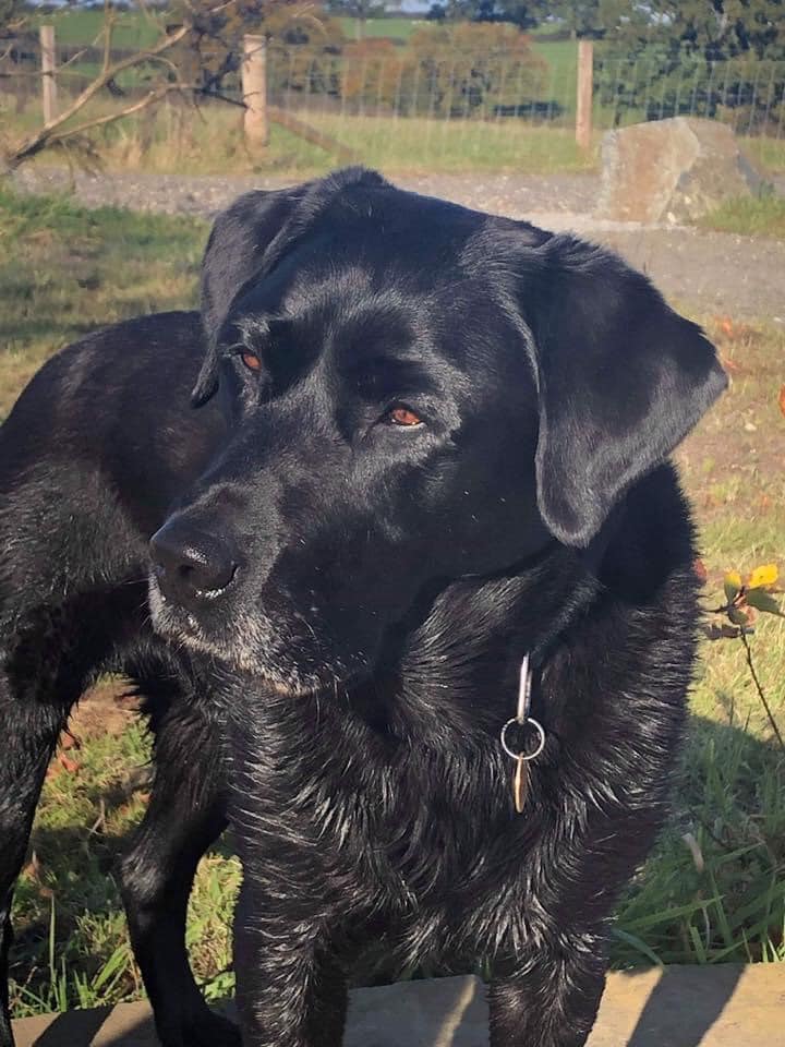 Happy birthday to a... - Labrador Retriever Rescue Scotland