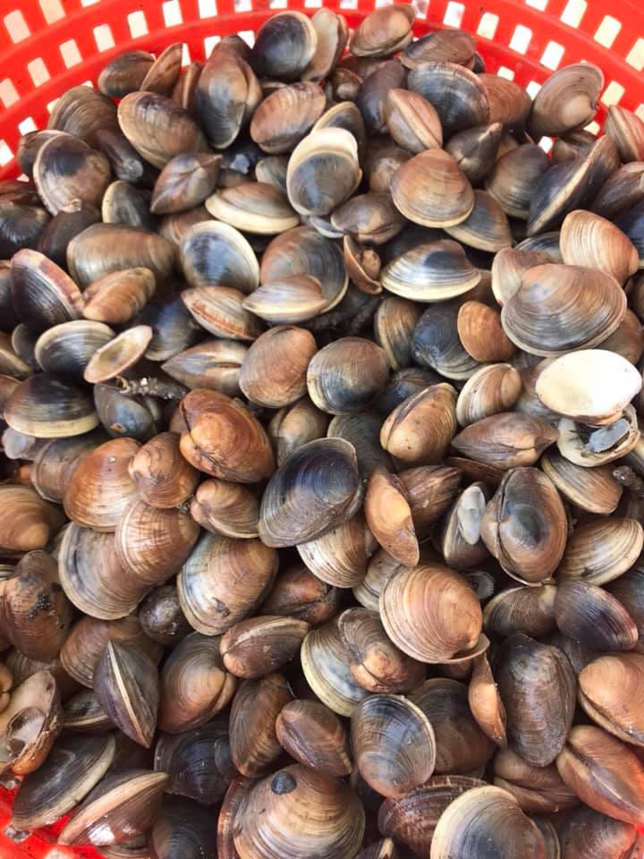 Clamtastic Seafood Inc. | Cedar Key FL