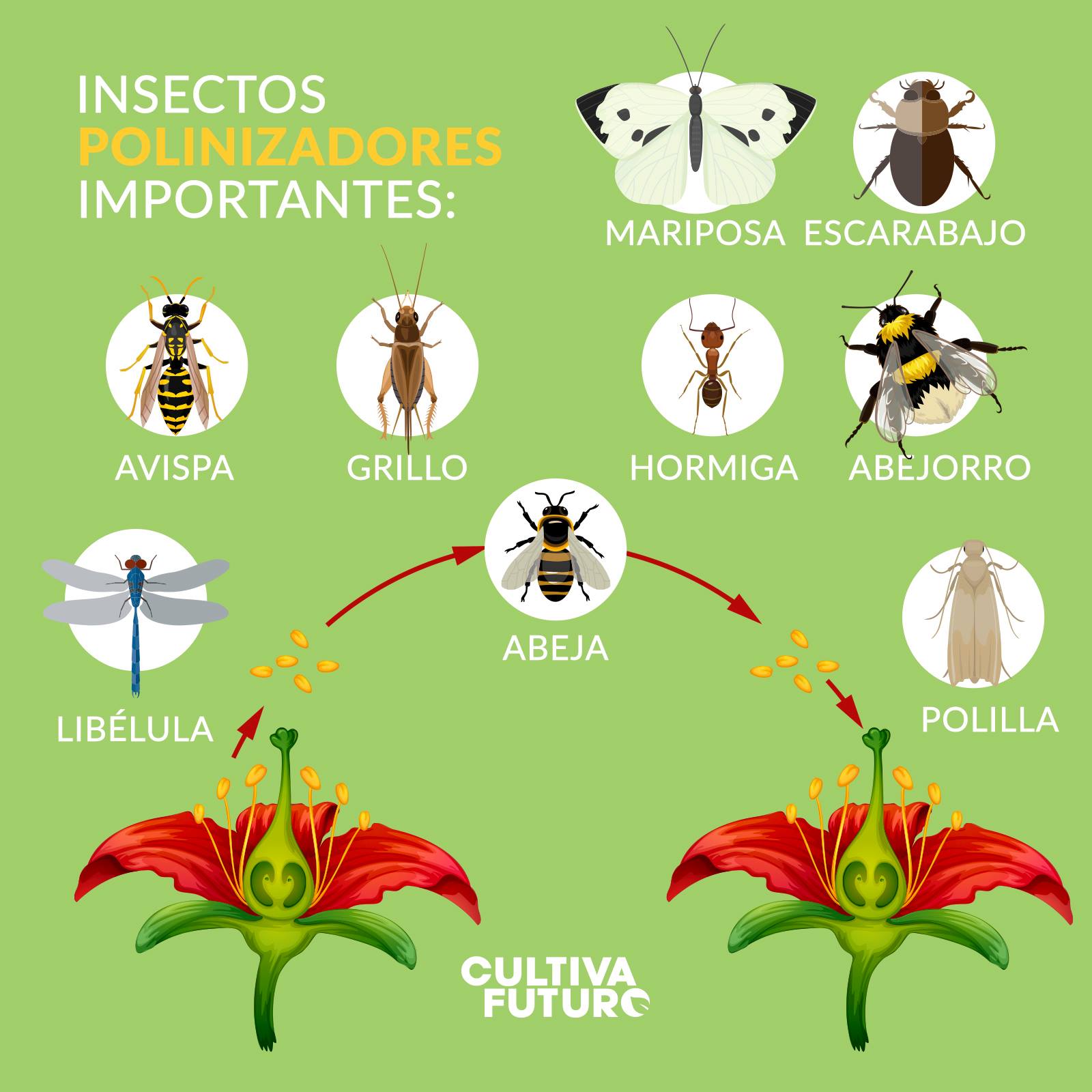 Cultiva Futuro - Conoce cuáles son los principales... | Facebook