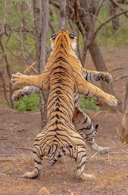 Two tigers in an intense battle caught on camera: