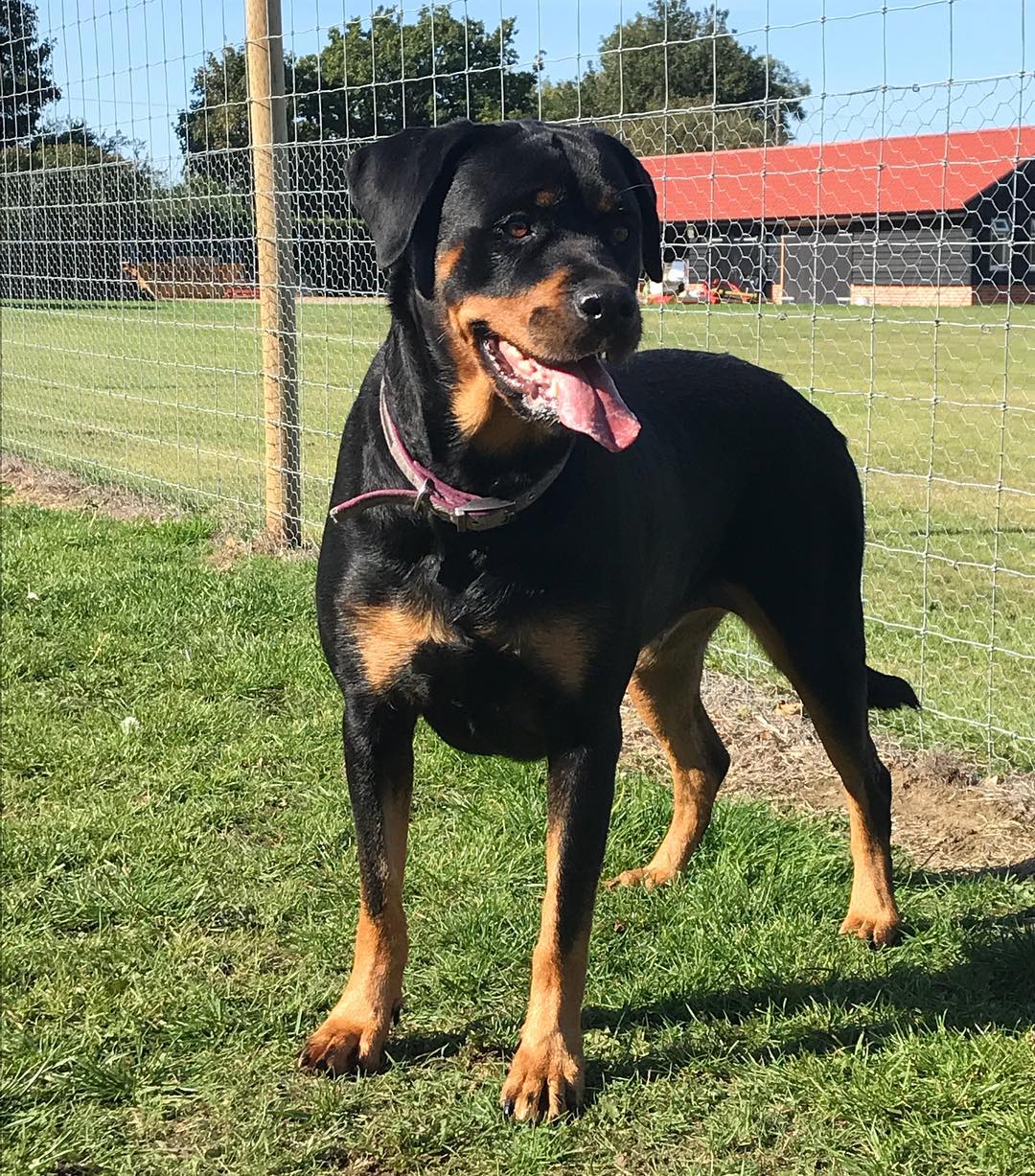 The... - Noosabay Kennels, Cattery, Daycare & Grooming | Facebook