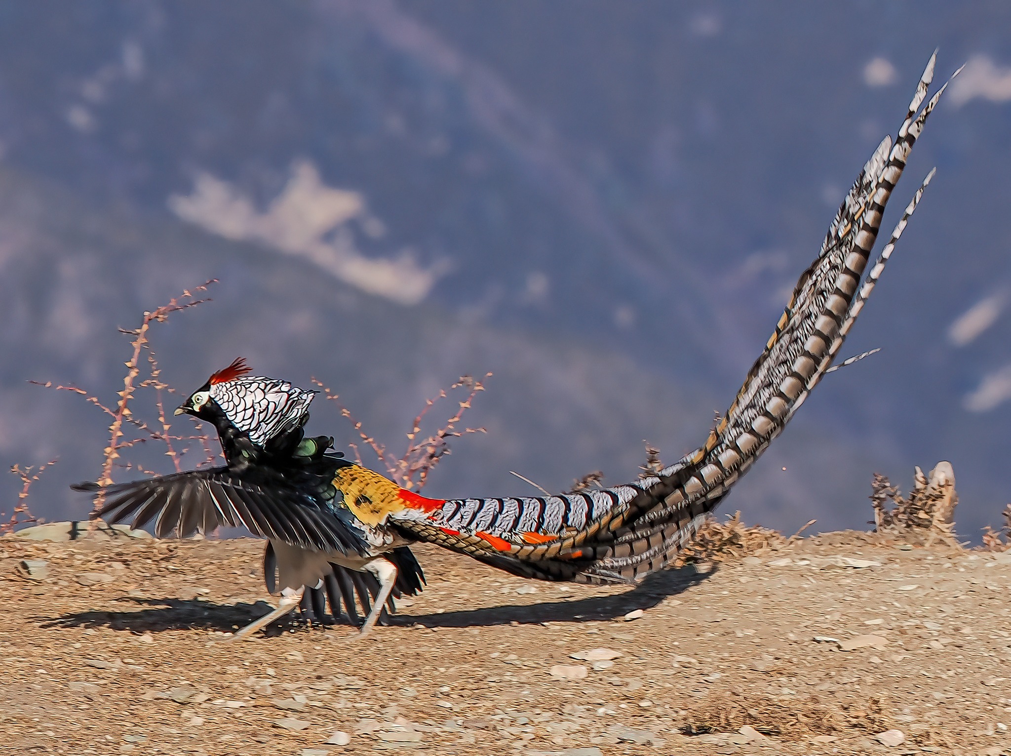 Lin - Lady Amherst's Pheasant (白腹锦鸡,Chrysolophus amherstiae), in ...