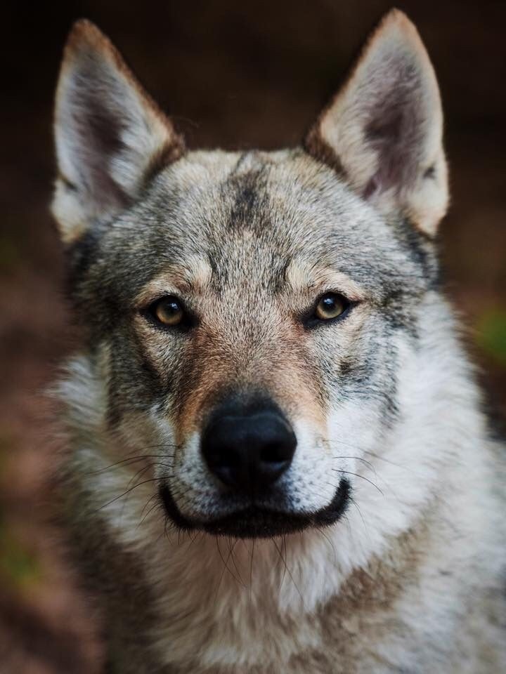 9 de Dante - #ReinoAnimal Perro lobo checoslovaco...