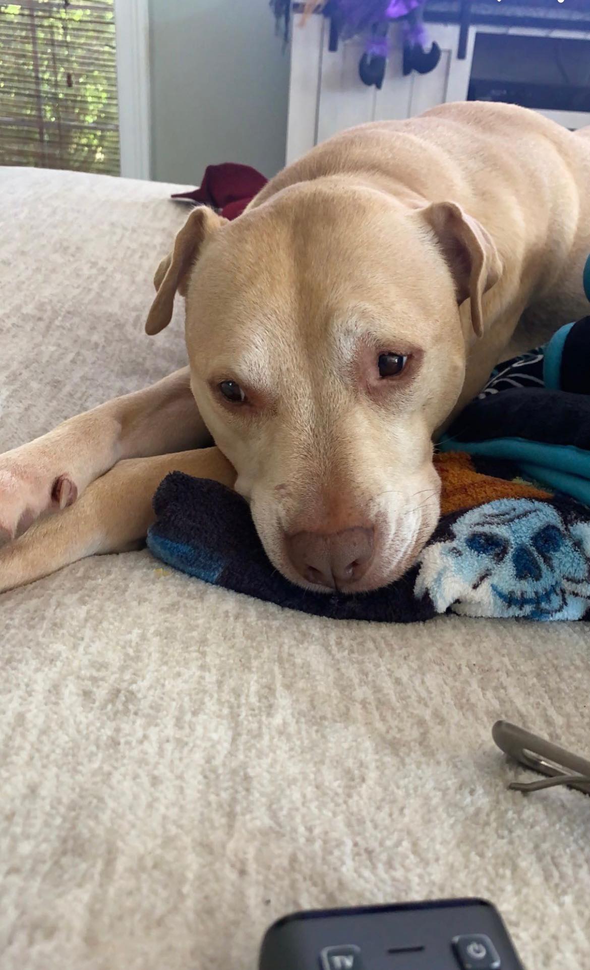 Meet Bubbles 7 year old pibble and... - Cane Haven Rescue | Facebook