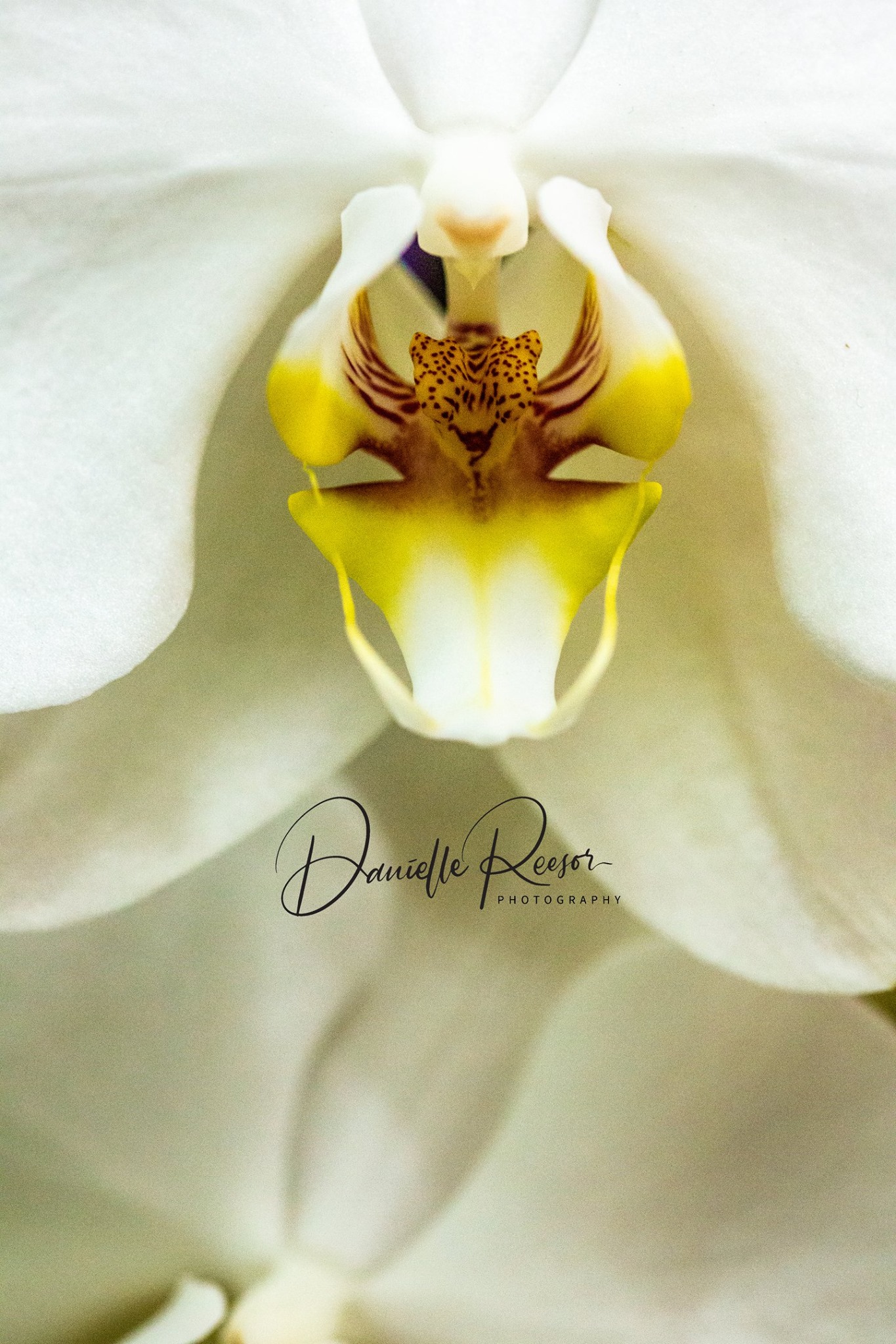 Danielle Reesor Photography