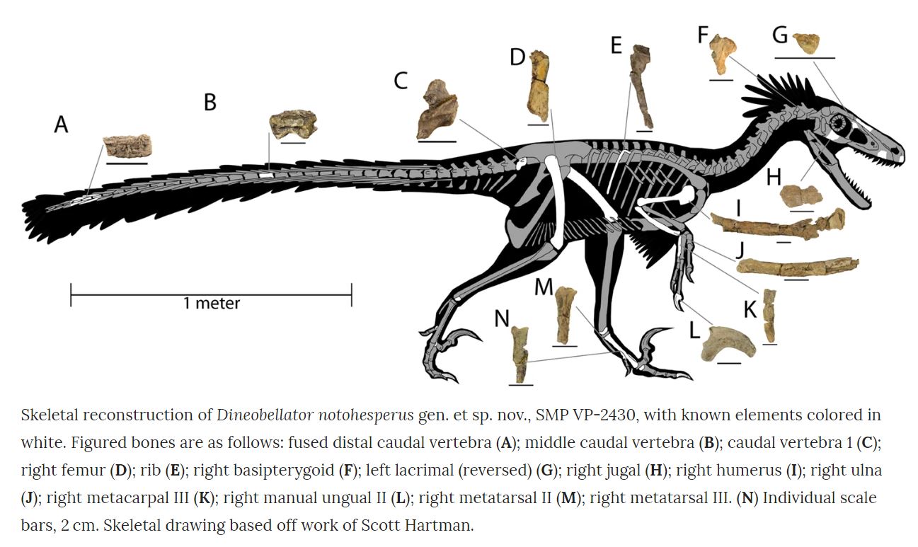 Dino Raptor Species Some Dinosaurs Could Fly Before They Were Birds