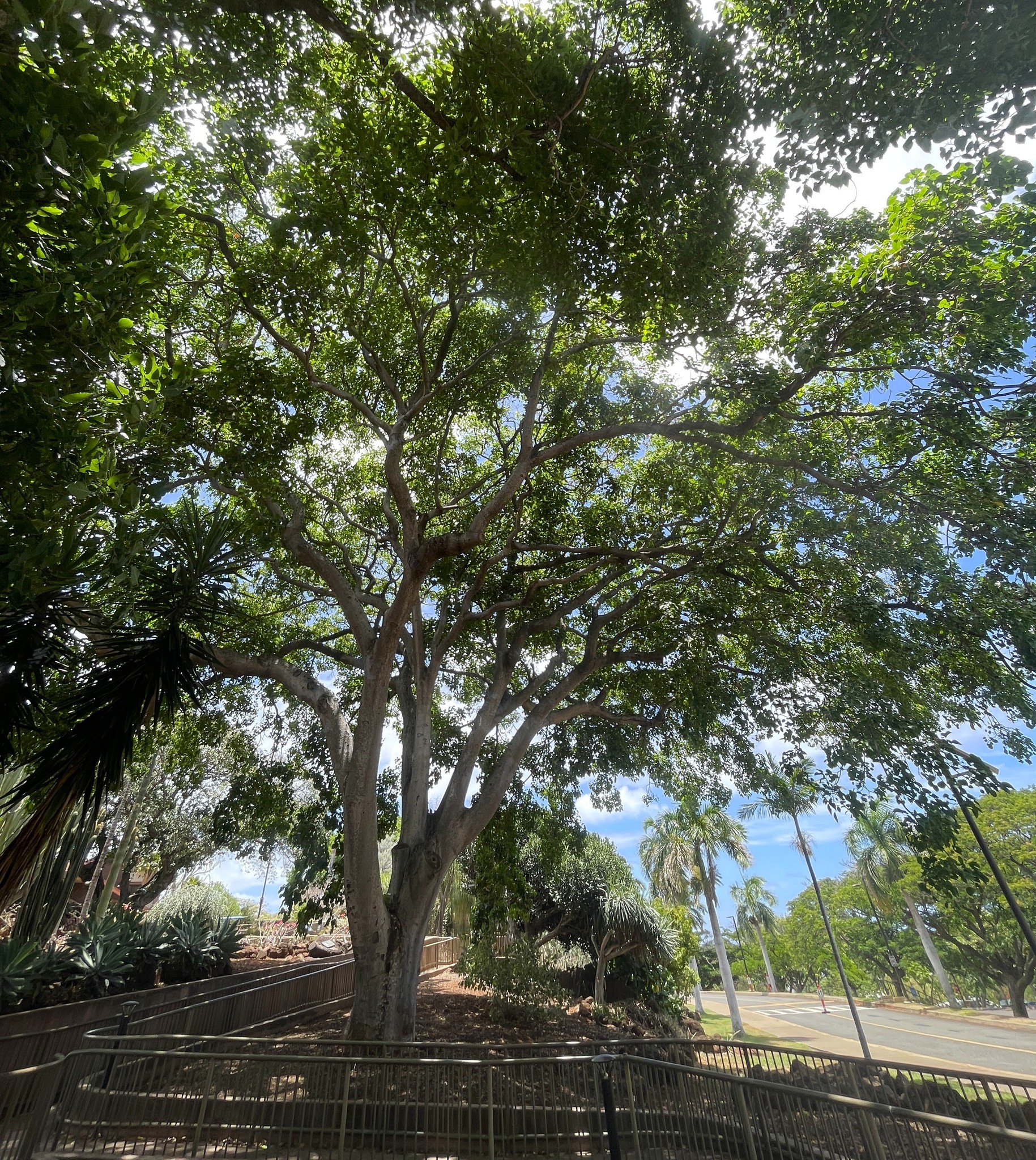 Sandbox tree (Hura crepitans) at Kapiolani Community College