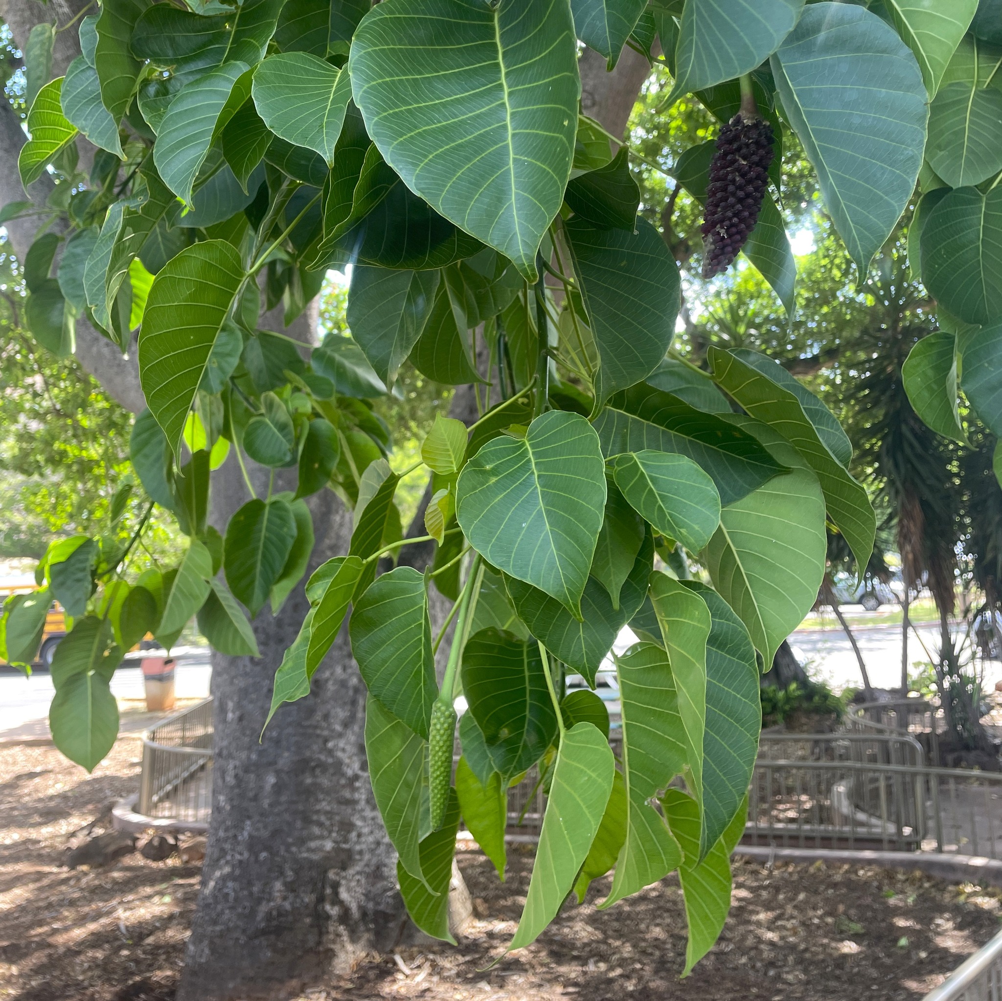 Sandbox tree (Hura crepitans) at Kapiolani Community College