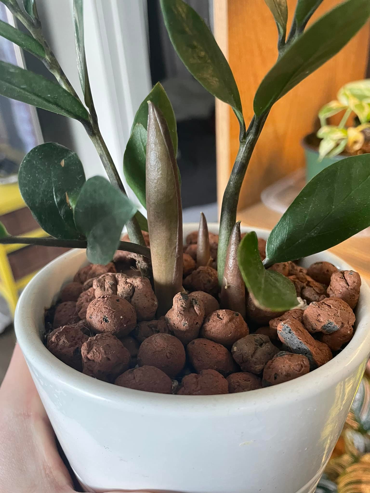 Are these weeds or new growth on my ZZ plant?
