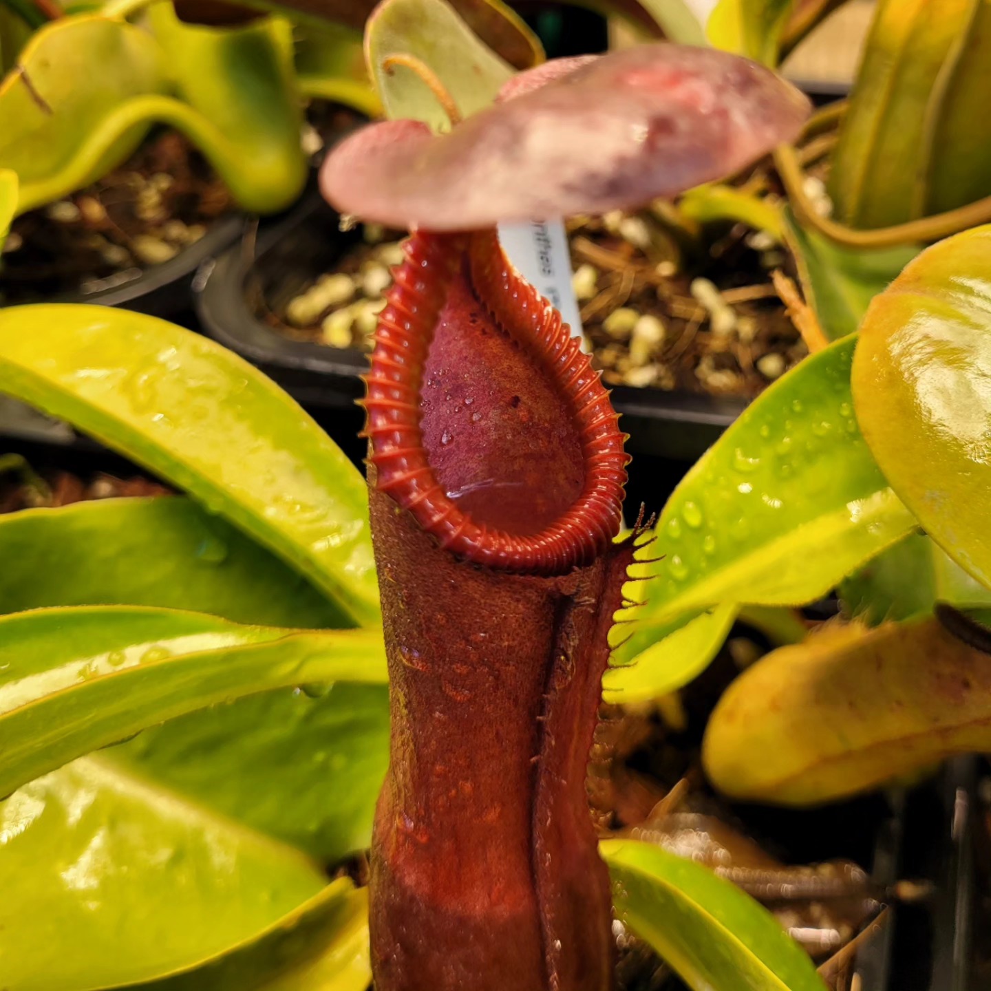 A huge truncata x edwardsiana trap! Created by the best, Exotica