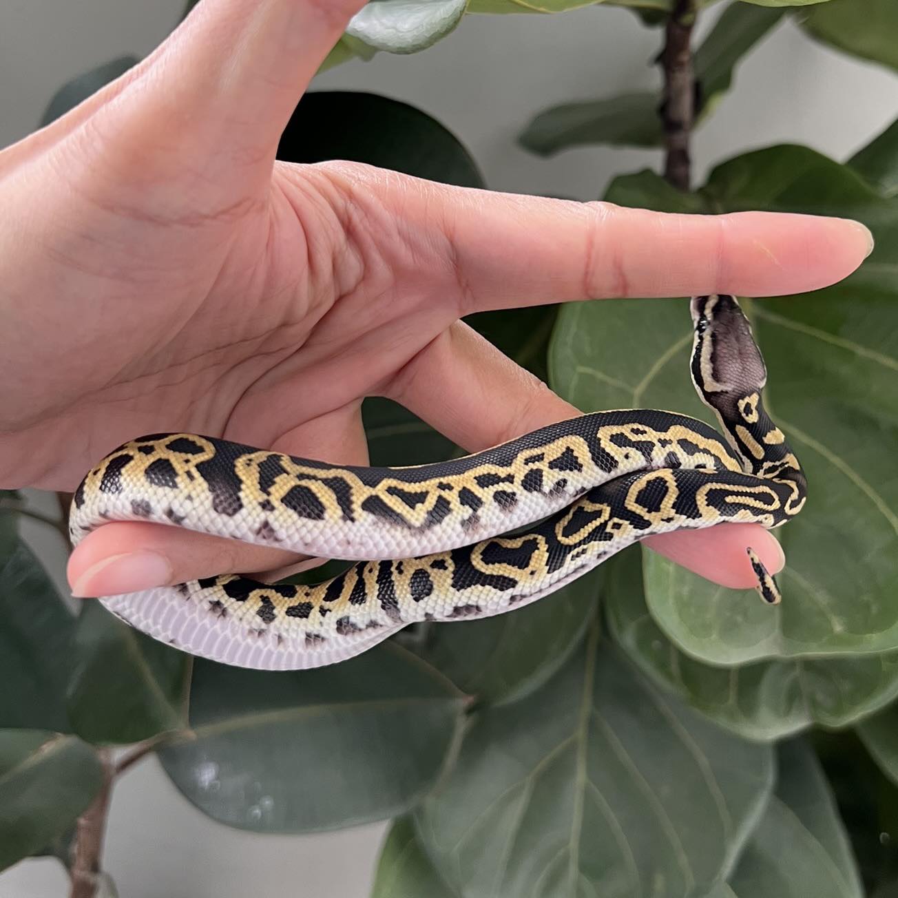 Craft Ball Python | Bangkok
