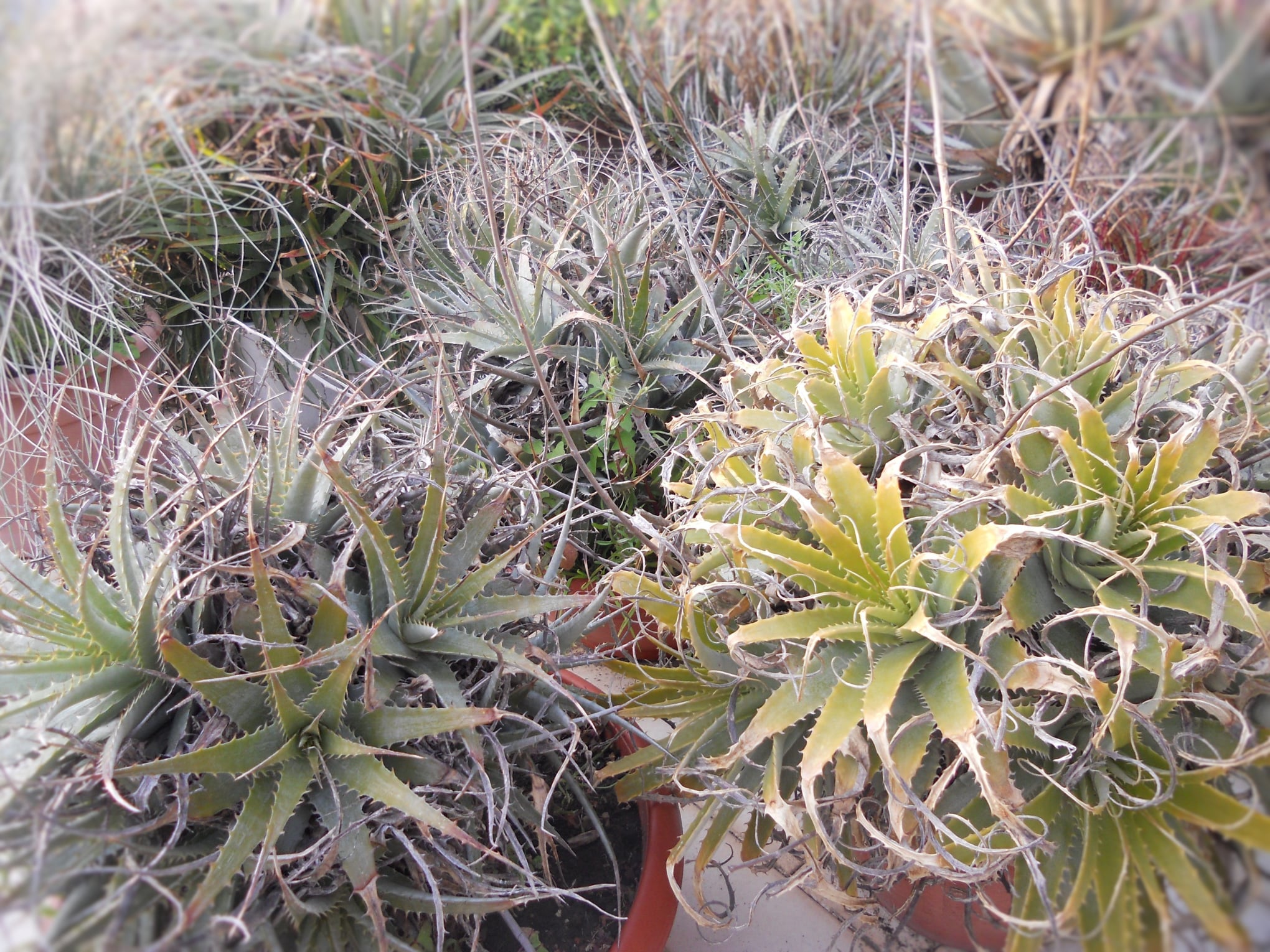 Deuterocohnia abstrusa x longipetala hybrid bromeliad