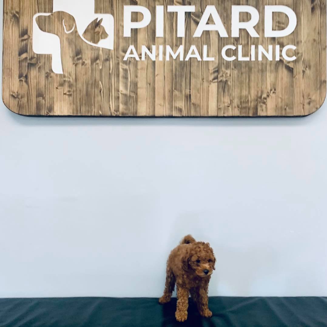 Happy FRIDAY, friends! Everyone... - Pitard Animal Clinic
