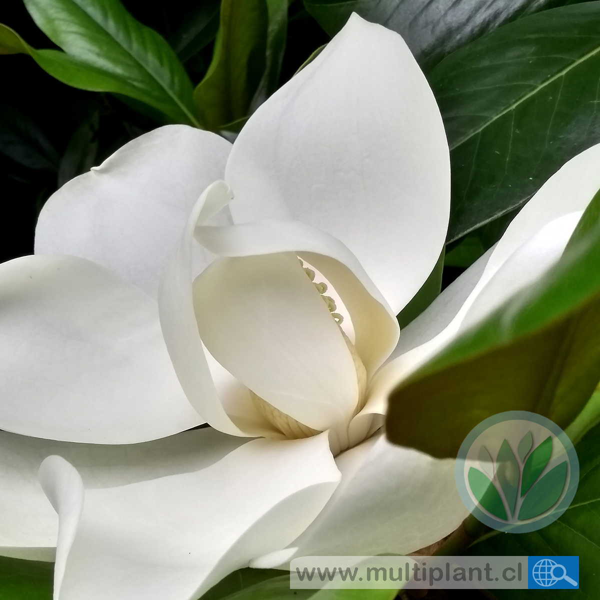 El #MagnolioGrandiflora es una planta... - Vivero Multiplant
