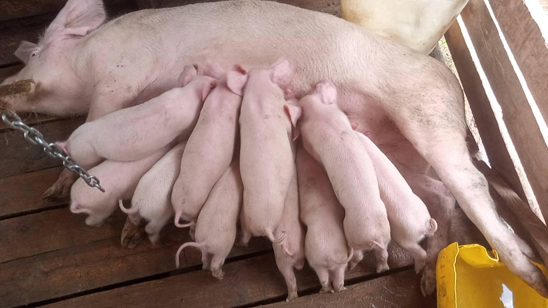 KIRINYAGA PIG FARMS ASSOCIATION GROUP | Facebook