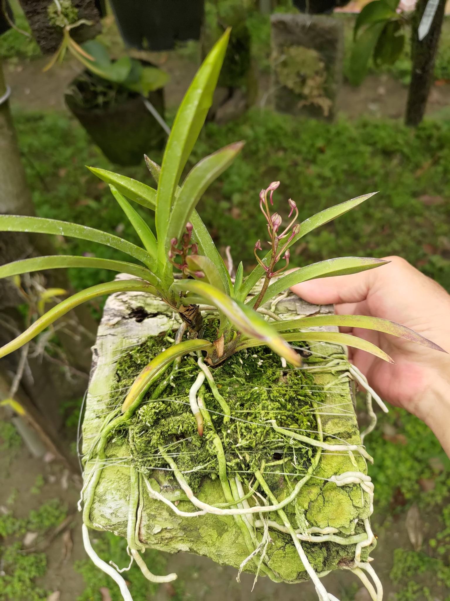 出售富貴蘭紅陽日本進口株非台灣做的自交苗圖一花照售圖二植株.含運