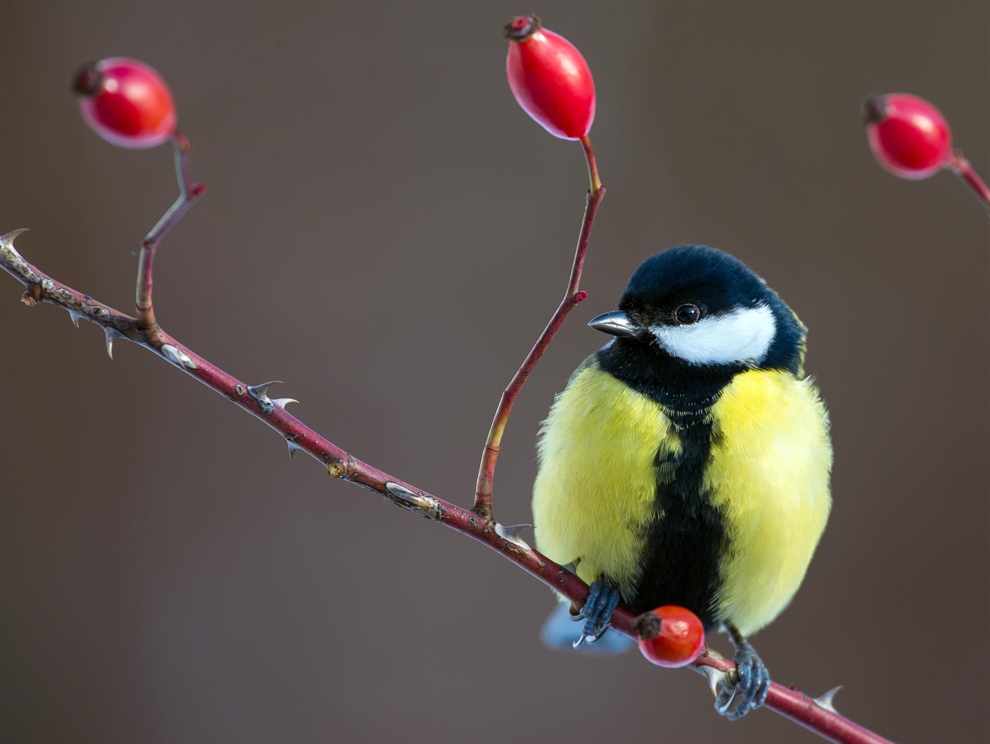 Un párido (Paridae) posado sobre una rama en un jardín de Sieversdorf ...