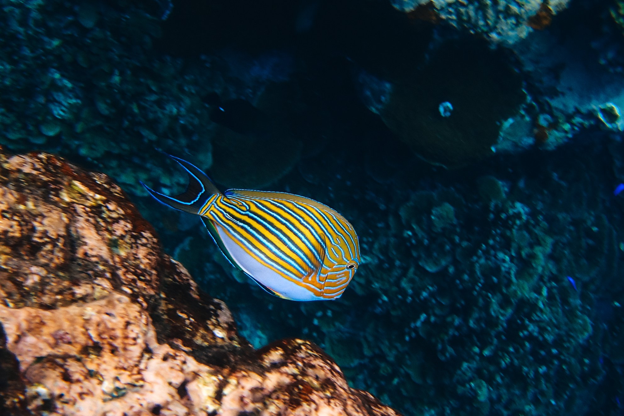 NOAA National Marine Sanctuary of American Samoa - Meet the locals of ...