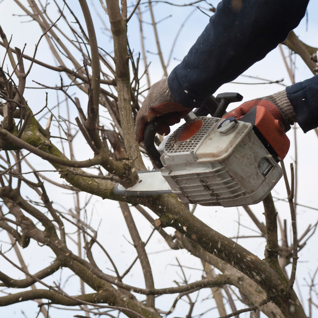 Looking for a hassel free tree... - Adelaide Tree Surgery | Facebook
