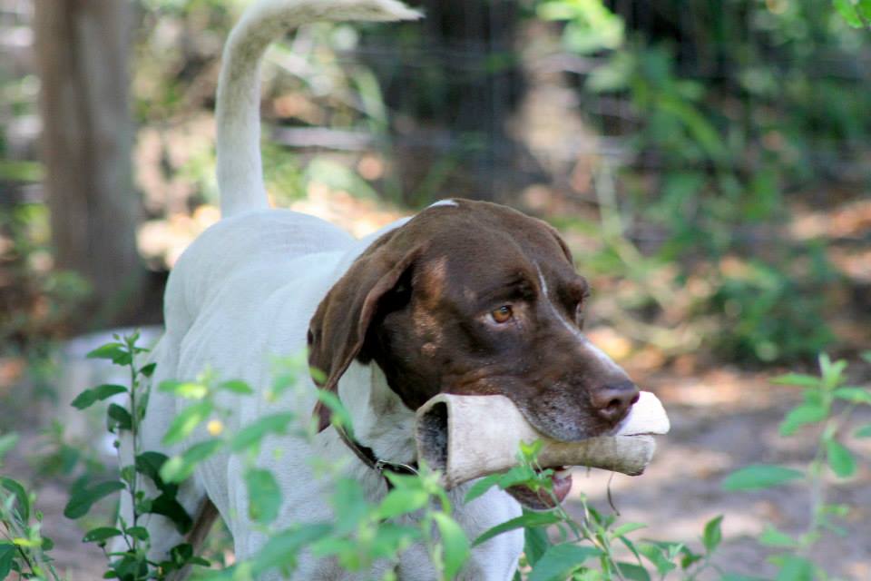 Florida Pointer Rescue | New Smyrna Beach FL