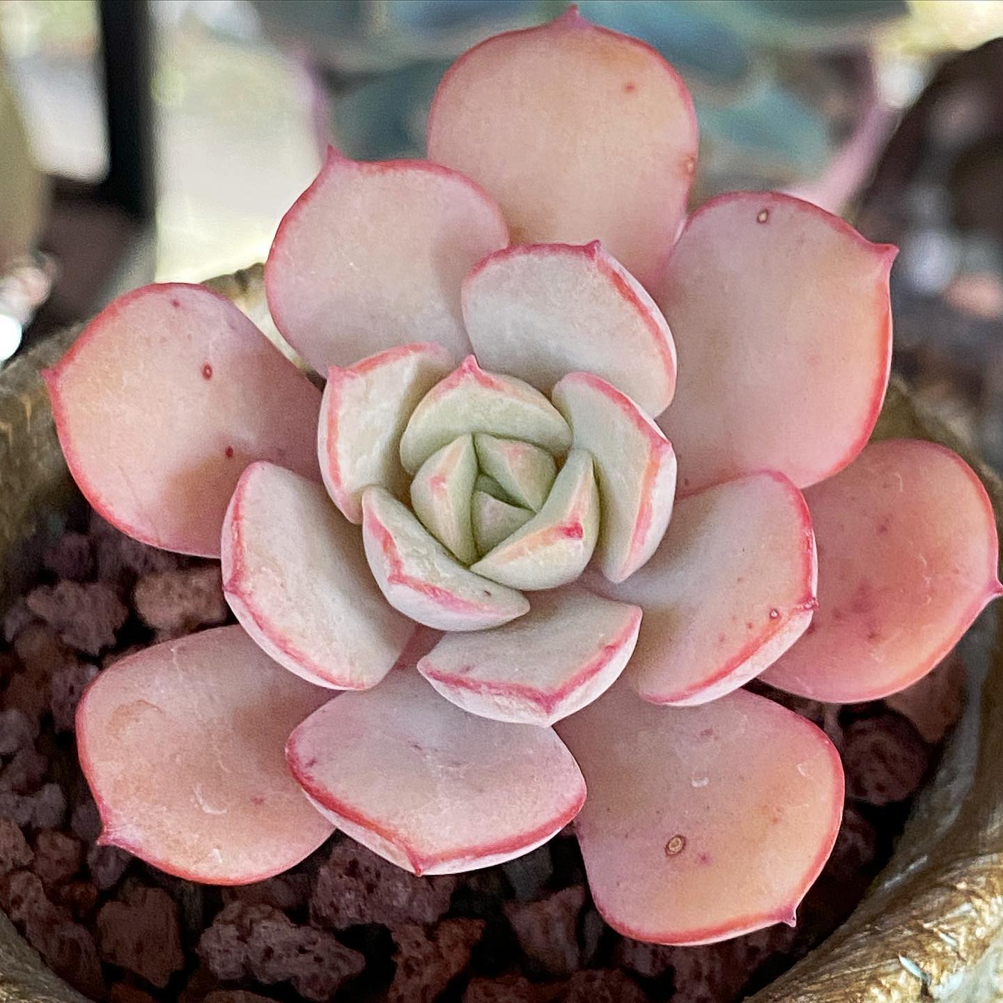 Echeveria Subcorymbosa Lau 026 My favourite atm 🌷