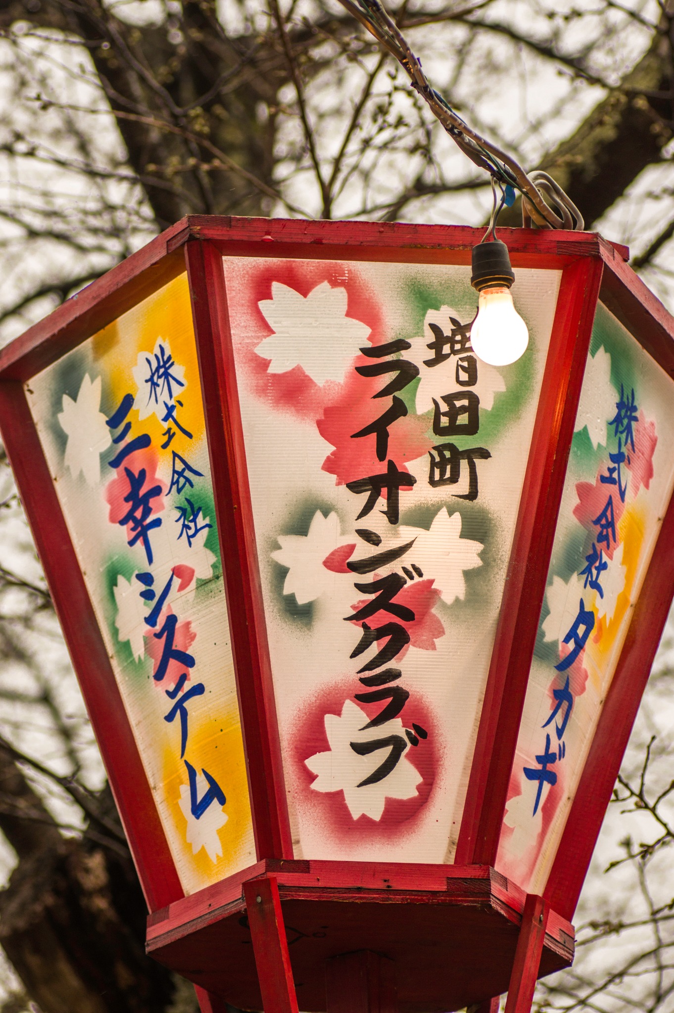 横手市増田町真人公園。さくらまつり始まりましたがこの天候なのでまだ 