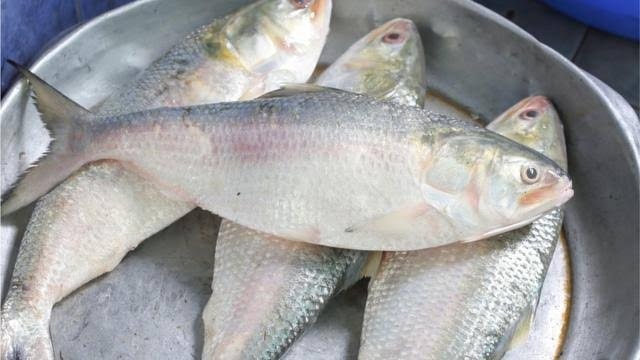 Tazeez Fish | Chittagong