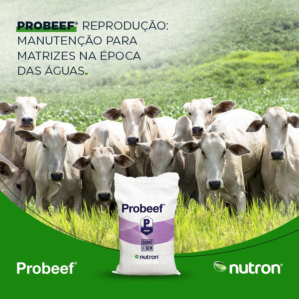 Probeef - A época das águas é o momento ideal para...