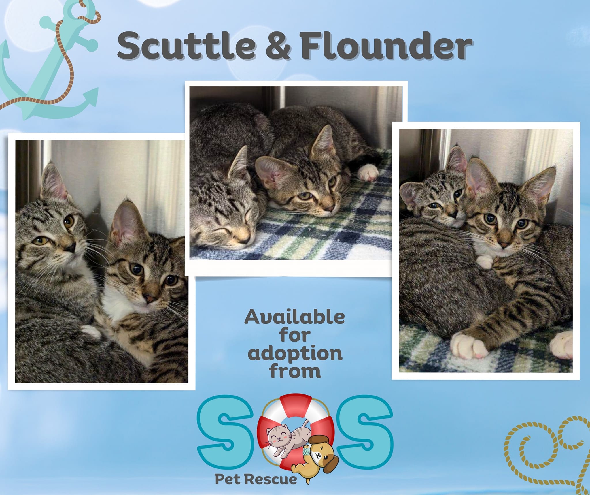 SOS Pet Rescue - Scuttle and her brother Flounder watched... | Facebook