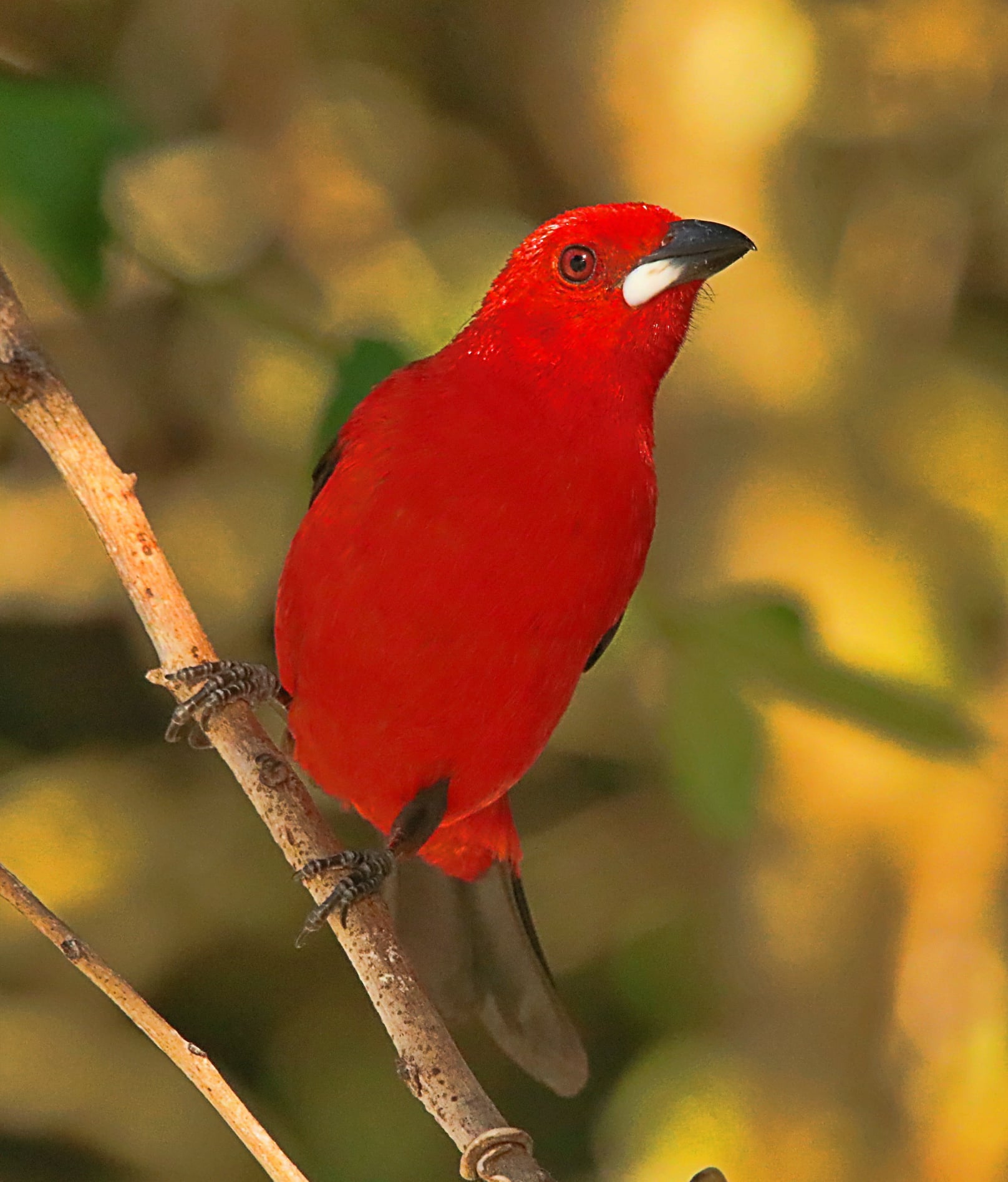 Blood tie bird in Brazil's Atlantic Forest