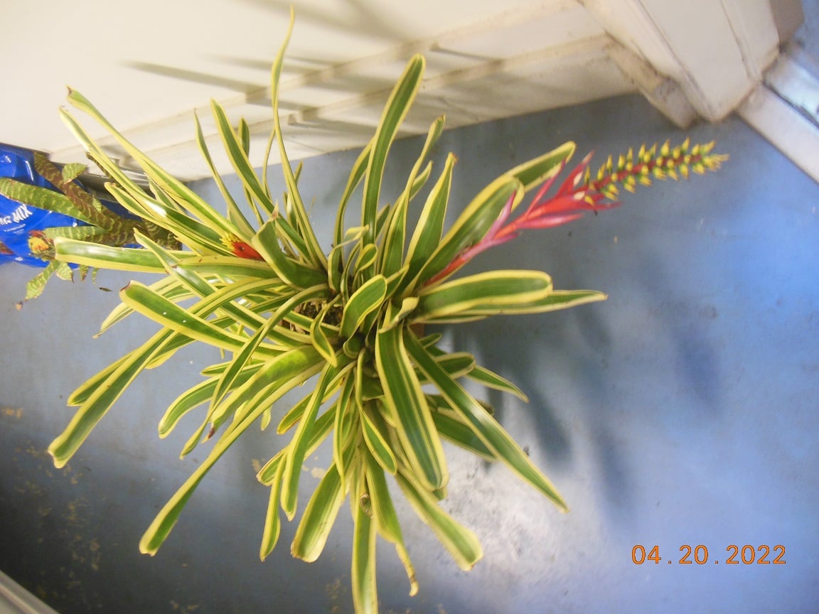 Live Aechmea Nudicaulis Flavomarginata Bromeliad – Tall Tropical Pup – FREE Gift With 3+