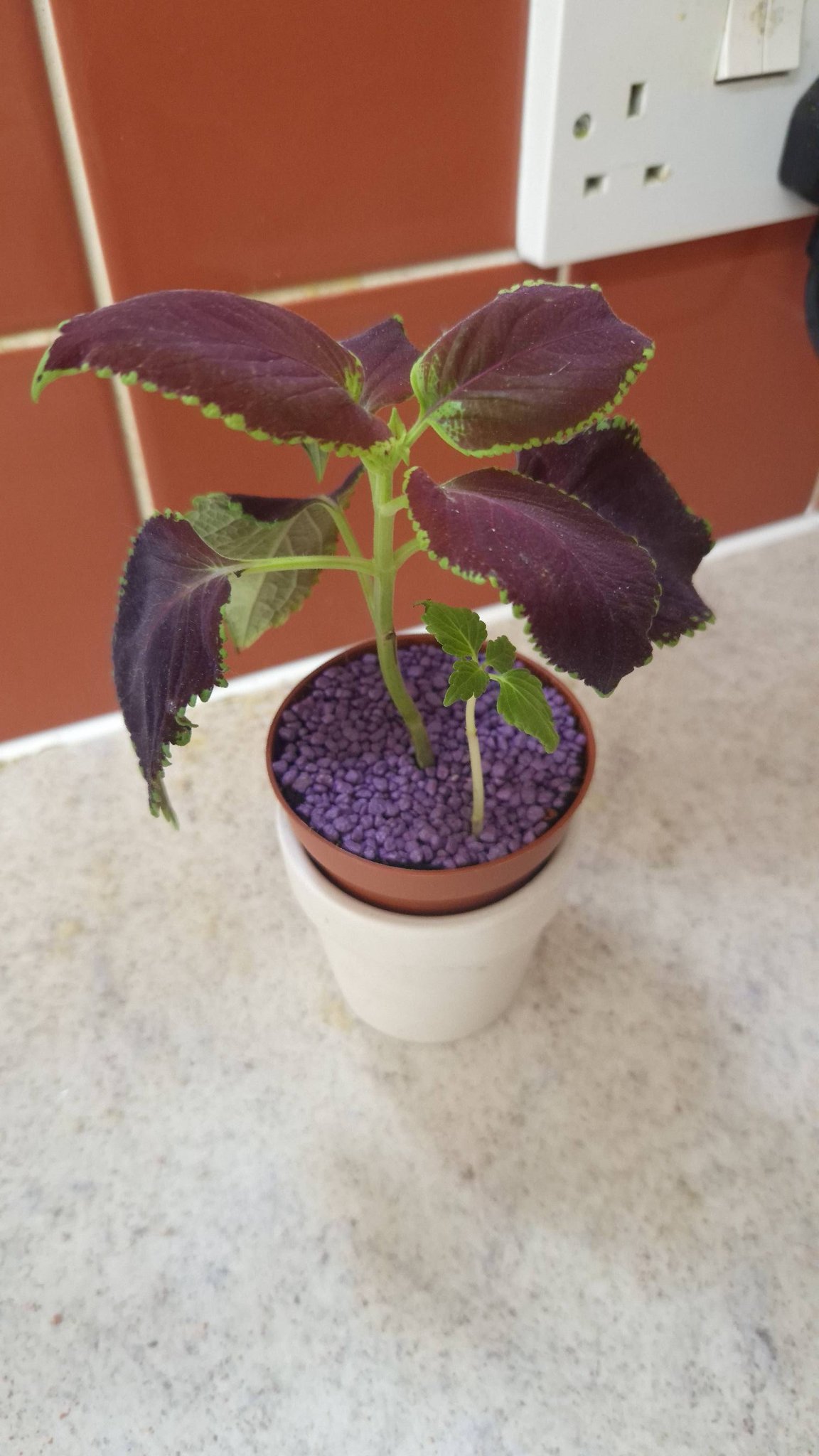 Household plant collection tour on a thirsty day
