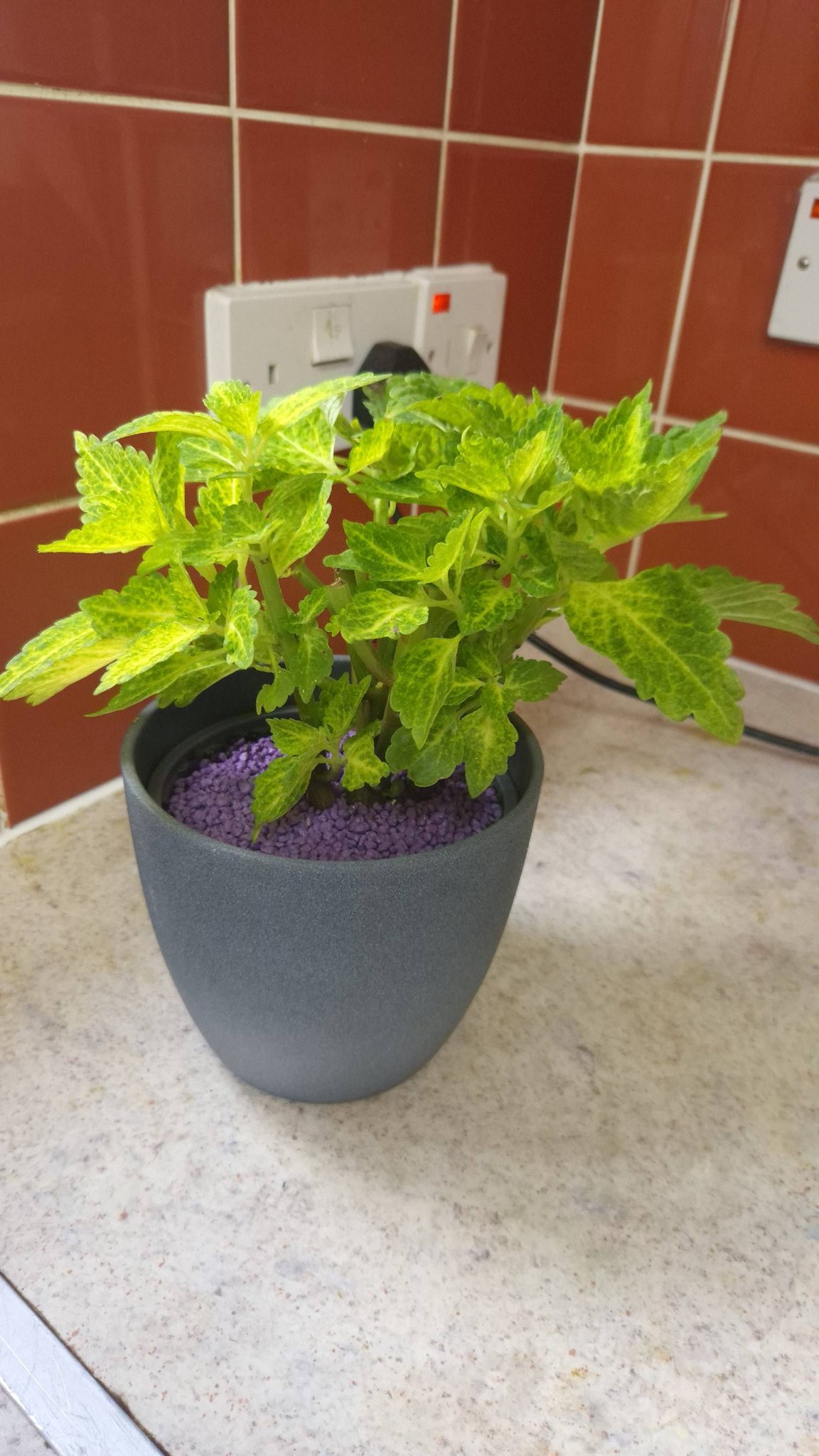 Household plant collection tour on a thirsty day