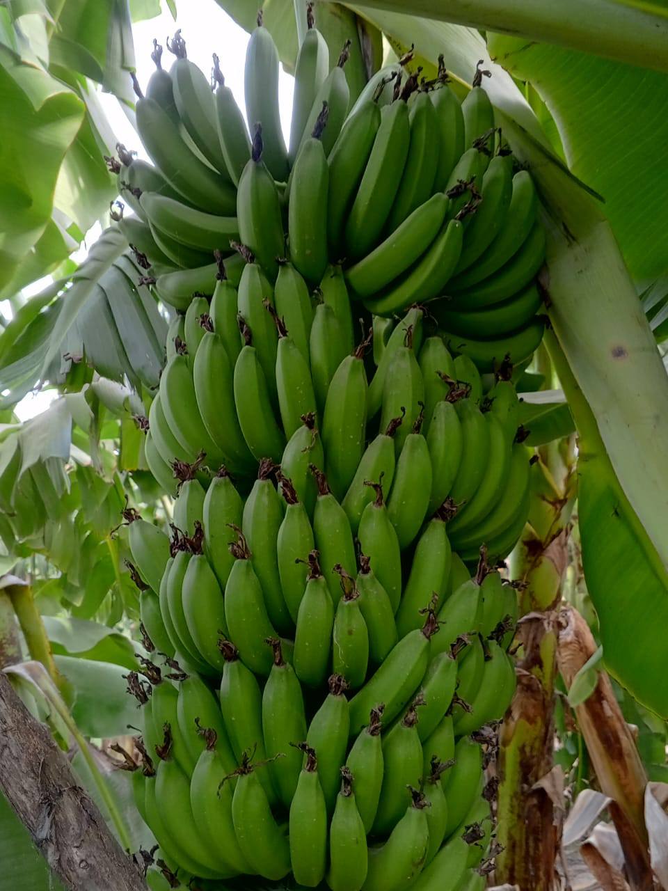 Sindh Abadgar Board ( 🌾Information page🌾) | 📦 FRESH BANANA EXPORT ...