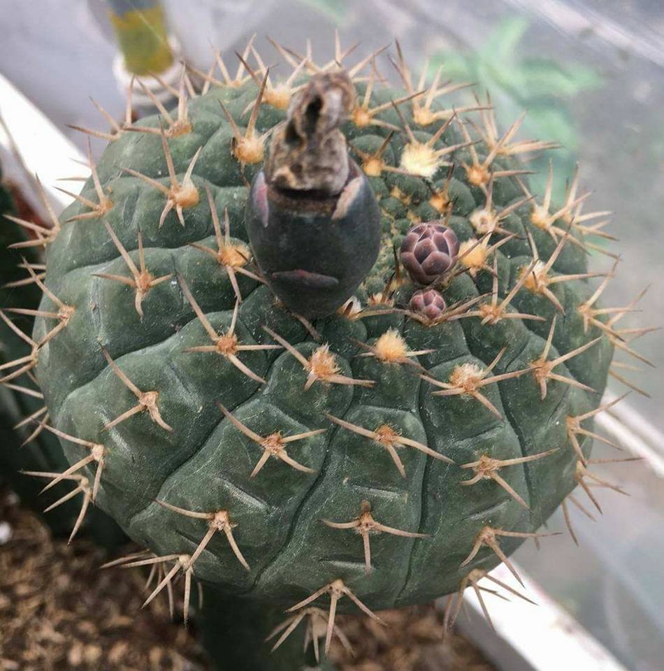 Grumpy Cactus | Córdoba