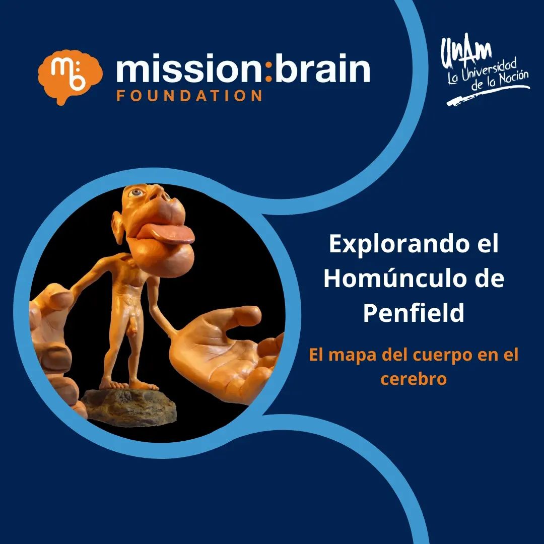🧠El homúnculo de Penfield es una... - Mission:brain - UNAM | Facebook