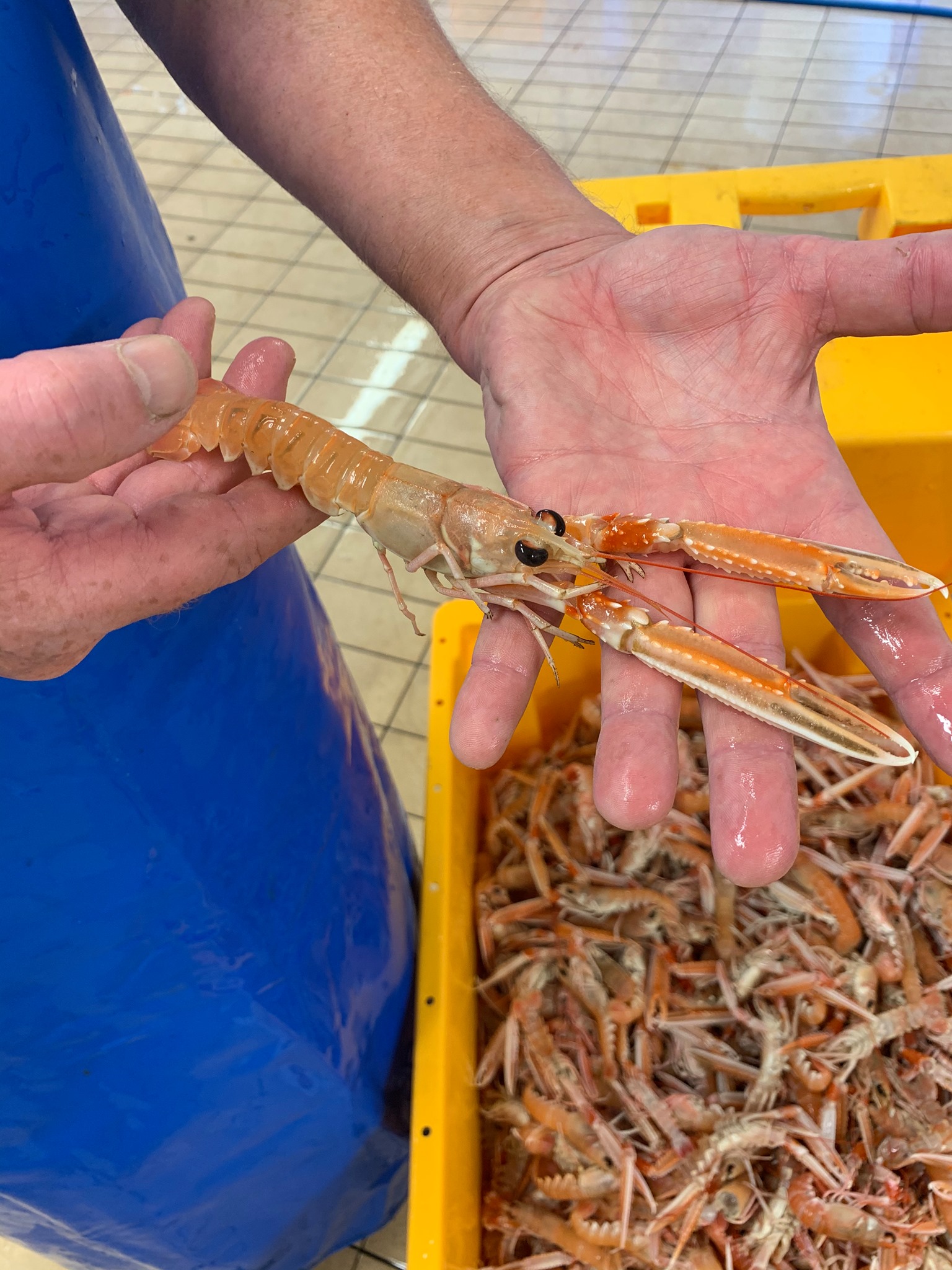 Island Shellfish | Port St. Mary Isle Of Man