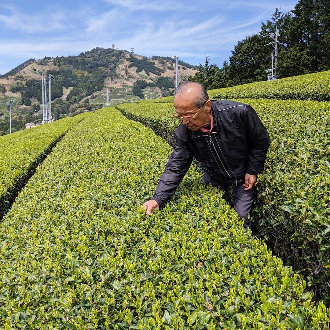 Estate Tea Co - On the slopes of Kakegawa, company president Hiroaki ...