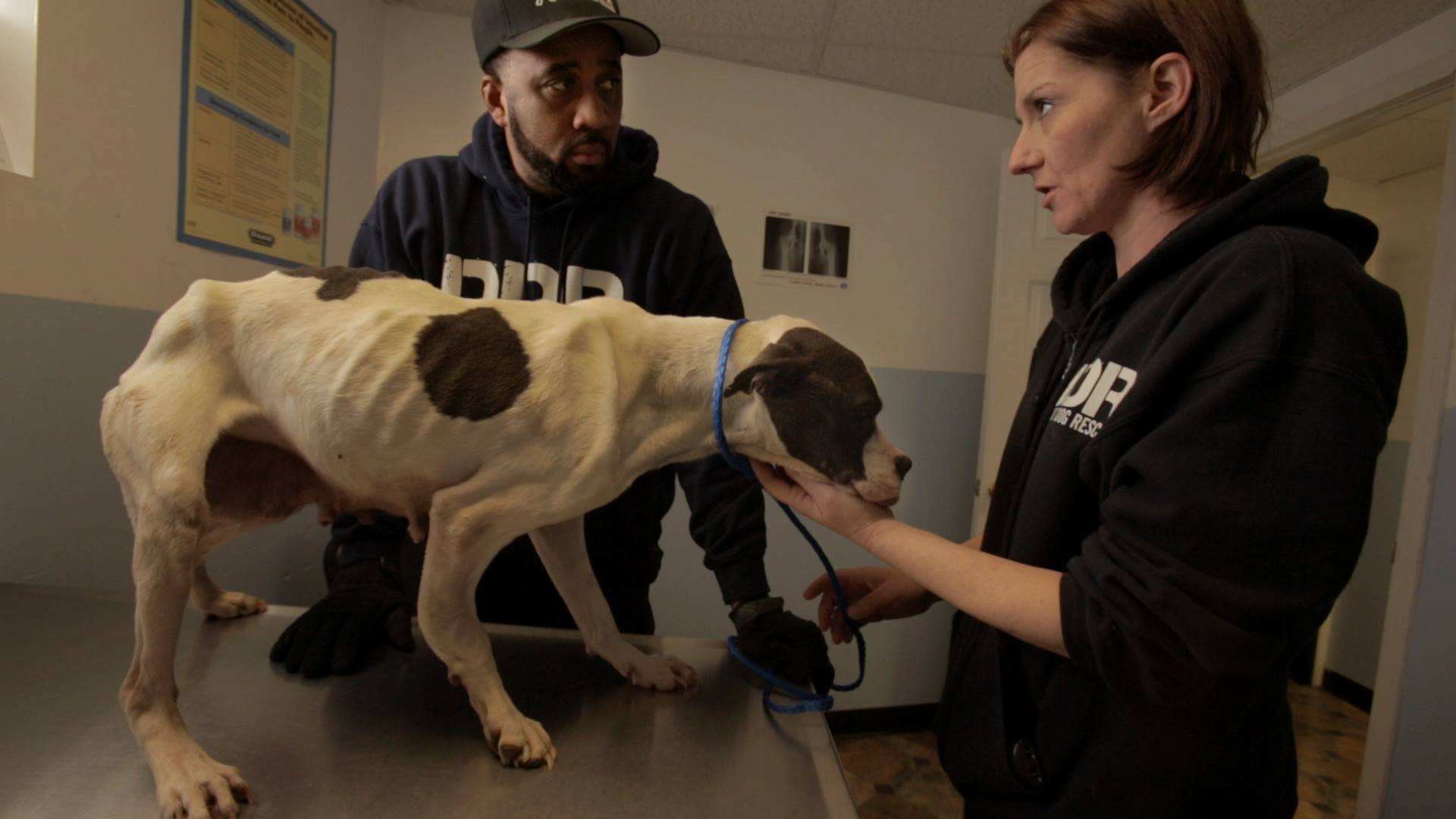 Detroit Dog Rescue Documentary