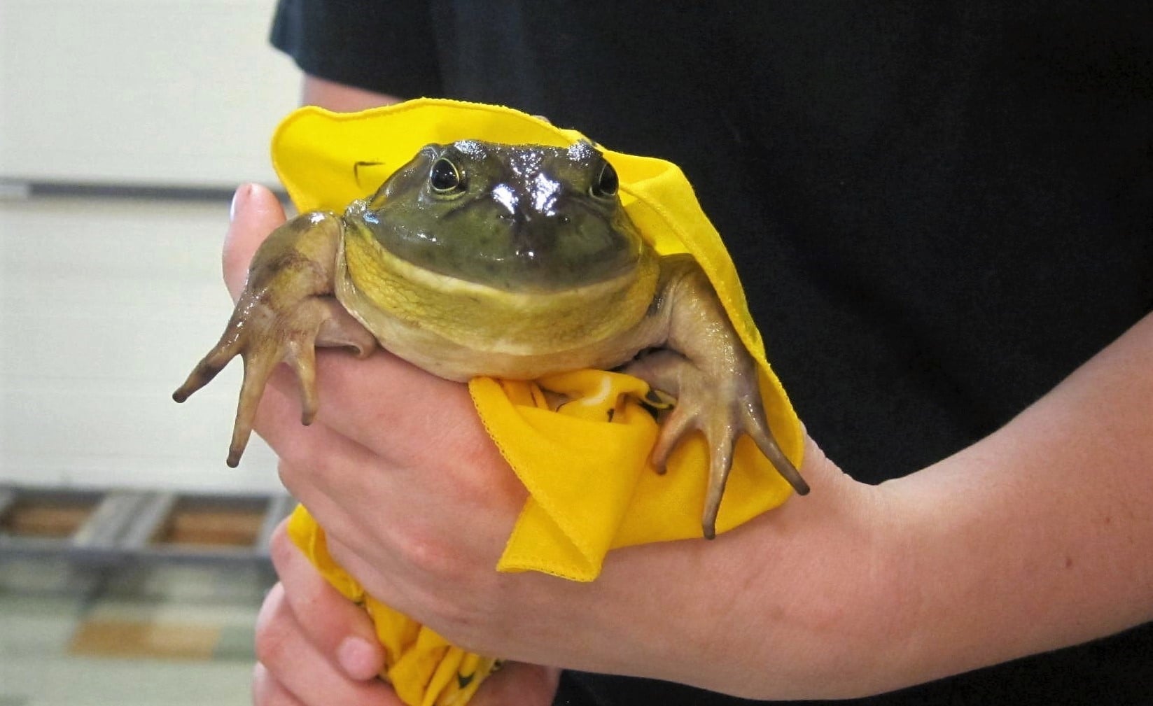 Keep - Hello Frogs of Forsyth Friday fans! In today’s spotlight: he’s ...